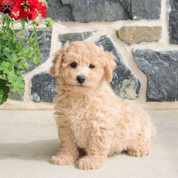 Elliot, Bich-Poo Puppy