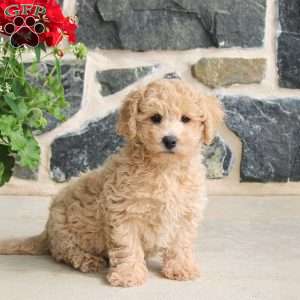 Elliot, Bich-Poo Puppy
