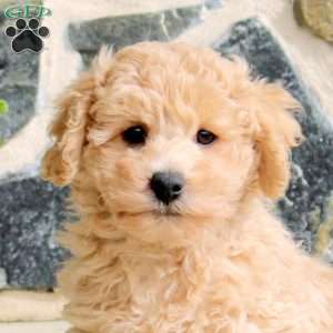Elliot, Bich-Poo Puppy