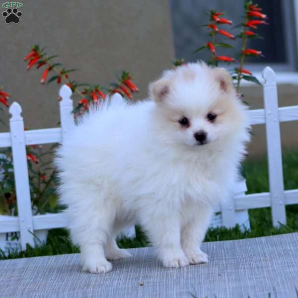 Elsie, Pomeranian Puppy
