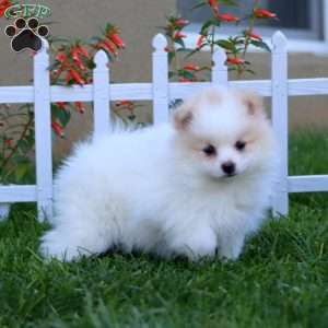 Elsie, Pomeranian Puppy