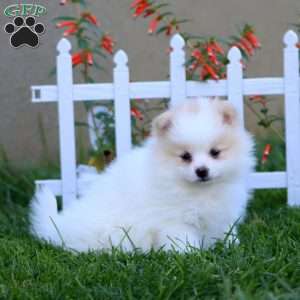 Elsie, Pomeranian Puppy