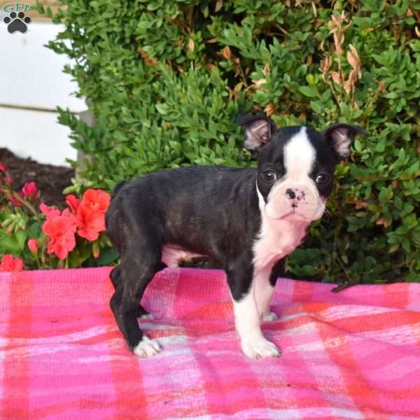 Elvis, Boston Terrier Puppy