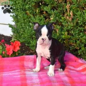Elvis, Boston Terrier Puppy
