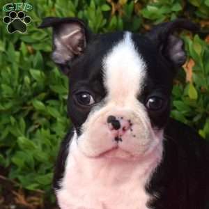 Elvis, Boston Terrier Puppy
