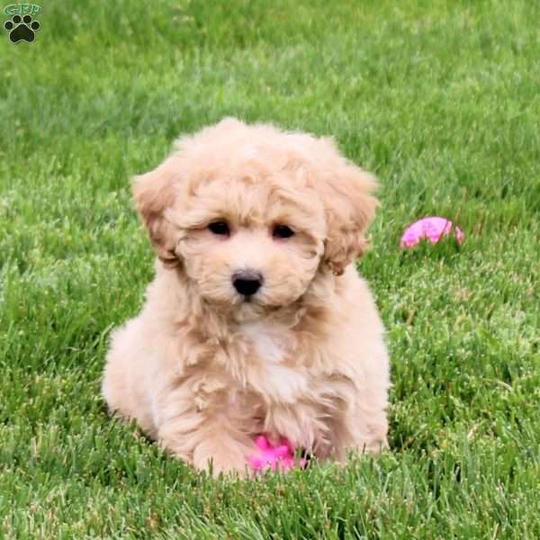 Ember, Bich-Poo Puppy