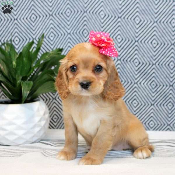 Ember, Cockalier Puppy