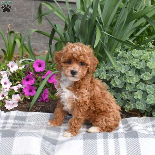 Ember, Miniature Poodle Puppy