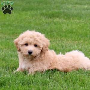 Ember, Bich-Poo Puppy