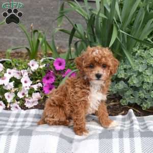 Ember, Miniature Poodle Puppy