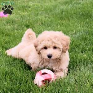 Ember, Bich-Poo Puppy