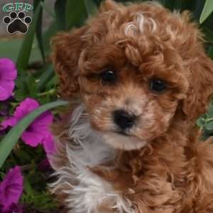 Ember, Miniature Poodle Puppy