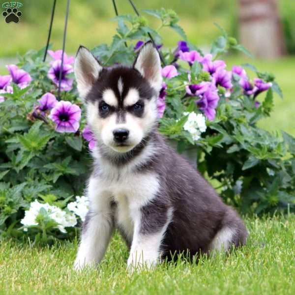 Emily, Siberian Husky Puppy
