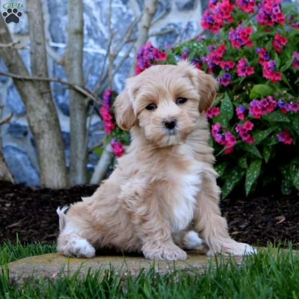 Emily, Maltipoo Puppy