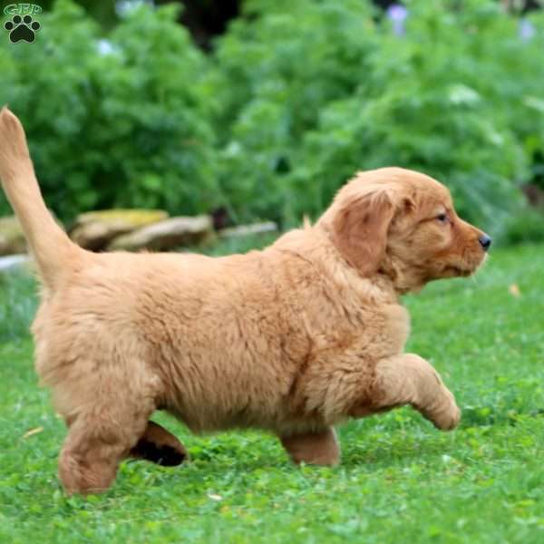 Emily, Golden Retriever Puppy