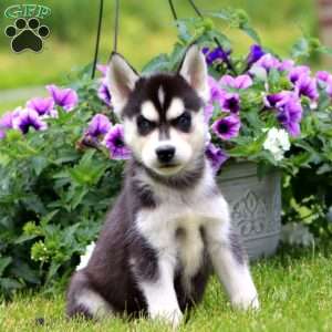 Emily, Siberian Husky Puppy