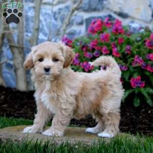 Emily, Maltipoo Puppy