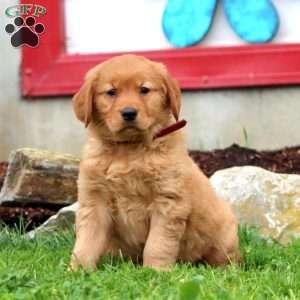 Emily, Golden Retriever Puppy