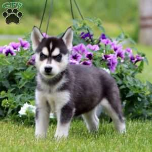 Emily, Siberian Husky Puppy