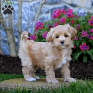Emily, Maltipoo Puppy