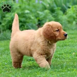 Emily, Golden Retriever Puppy