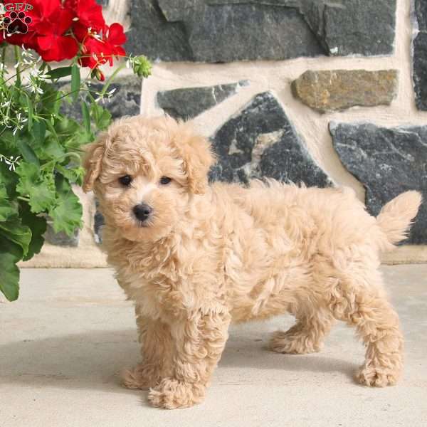 Emma, Bich-Poo Puppy