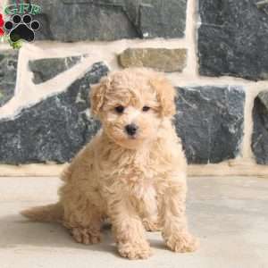 Emma, Bich-Poo Puppy