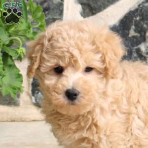 Emma, Bich-Poo Puppy