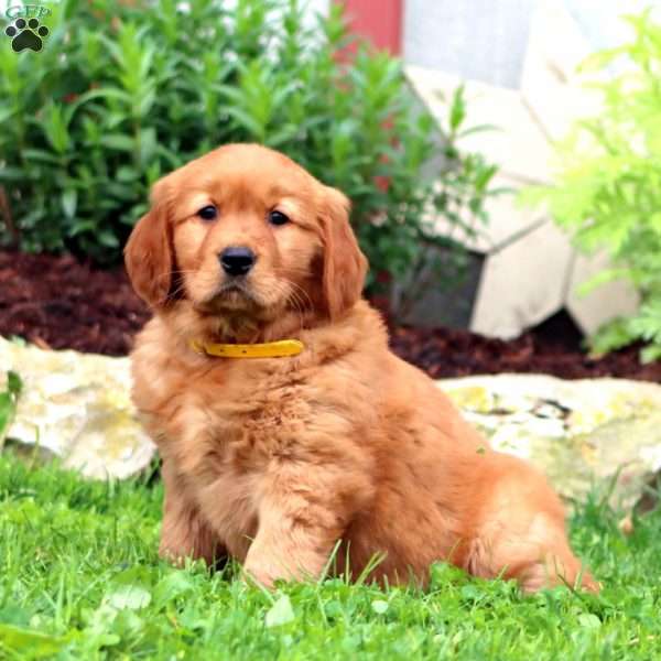 Emma, Golden Retriever Puppy