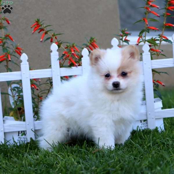 Emma, Pomeranian Puppy