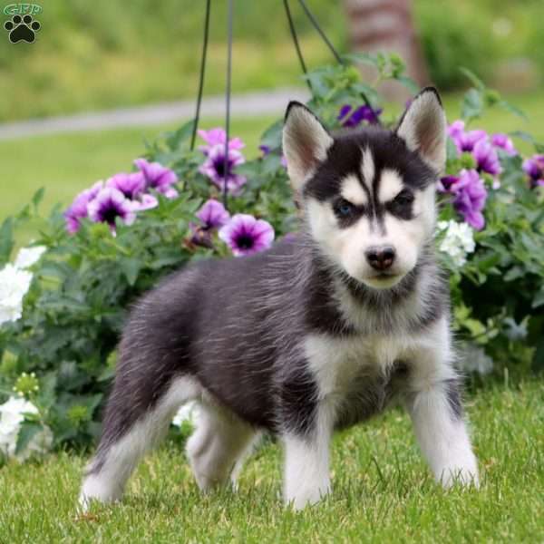 Emma, Siberian Husky Puppy