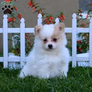 Emma, Pomeranian Puppy