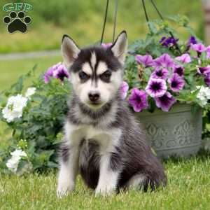 Emma, Siberian Husky Puppy