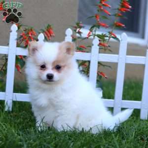 Emma, Pomeranian Puppy