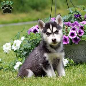Emma, Siberian Husky Puppy