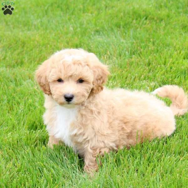Emmett, Bich-Poo Puppy