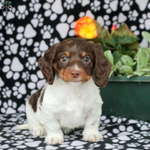 Emmett, Dachshund Puppy