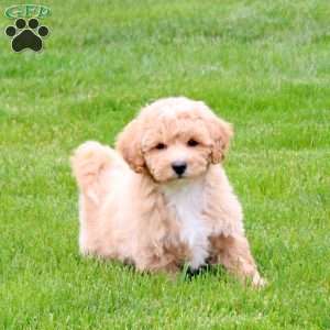 Emmett, Bich-Poo Puppy