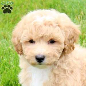 Emmett, Bich-Poo Puppy