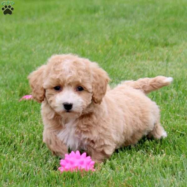 Emmie, Bich-Poo Puppy