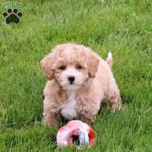 Emmie, Bich-Poo Puppy