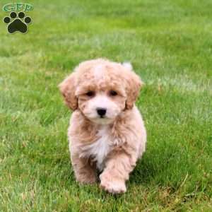 Emmie, Bich-Poo Puppy