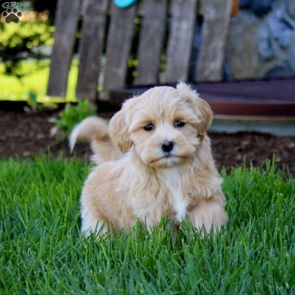Eric, Maltipoo Puppy
