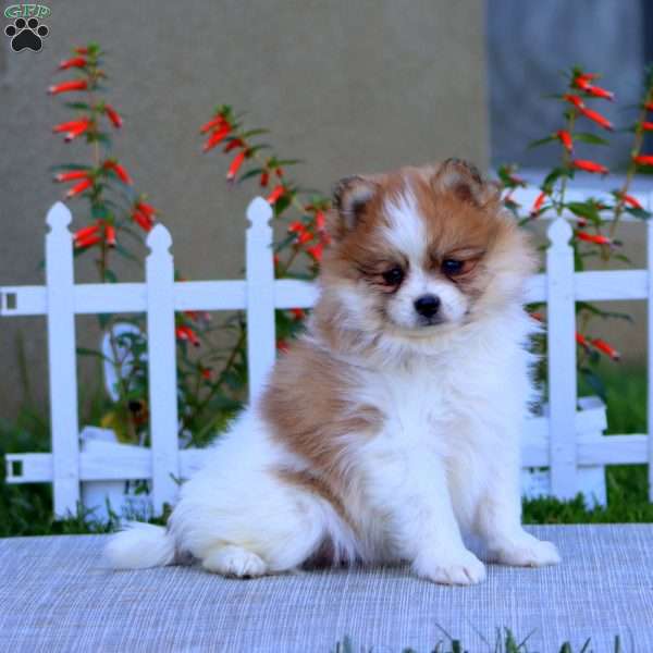 Eric, Pomeranian Puppy