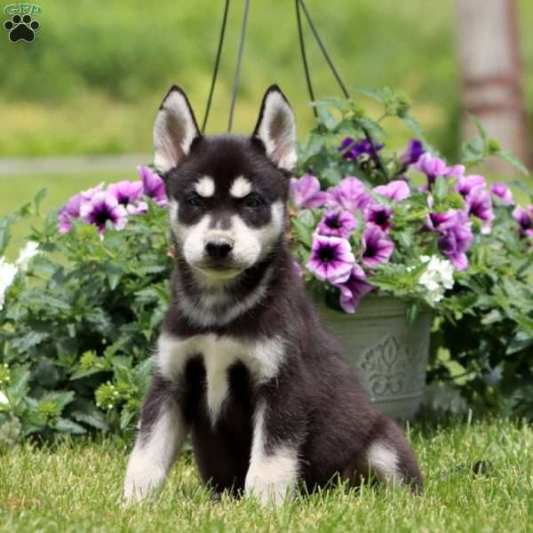 Eric, Siberian Husky Puppy