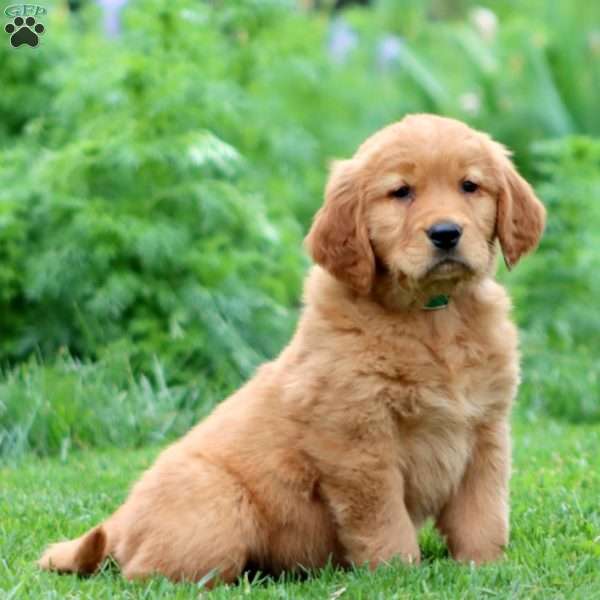 Eric, Golden Retriever Puppy
