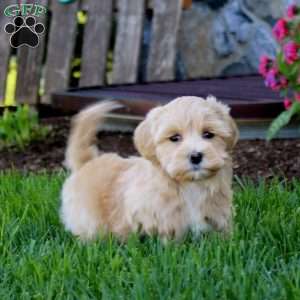 Eric, Maltipoo Puppy