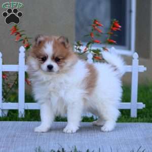 Eric, Pomeranian Puppy