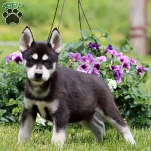 Eric, Siberian Husky Puppy