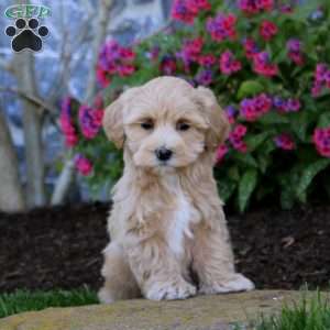 Eric, Maltipoo Puppy